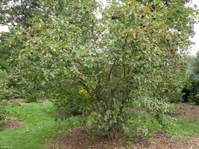 Viburnum lentago