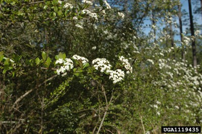 Viburnum obovatum 1.jpg