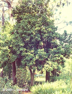 Viburnum odoratissimum