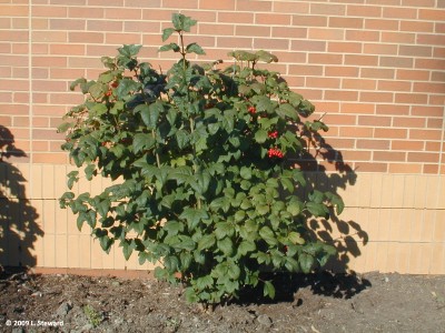 Viburnum opulus