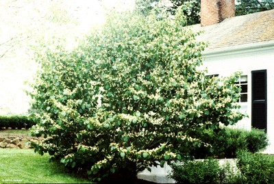 Viburnum plicatum var tomentosum