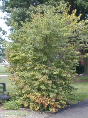 Viburnum prunifolium