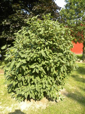 Viburnum rhytidphyllum1.JPG