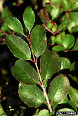 Viburnum rufidulum 2.jpg