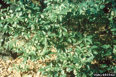 Viburnum sieboldii 1.jpg