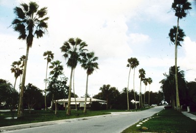 Washingtonia robusta