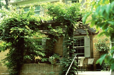 Wisteria floribunda