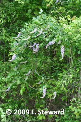 Wisteria frutescens