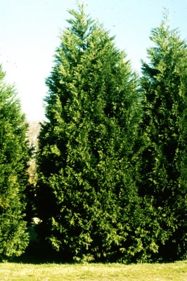 x Cupressocyparis leylandii