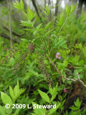 Xanthorhiza simplicissima