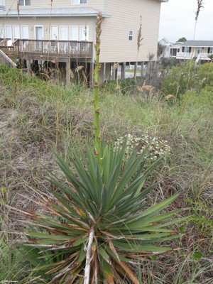 Yucca elephantipes