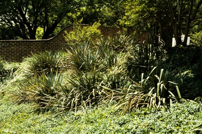 Yucca filamentosa