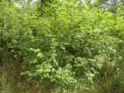 Zanthoxylum americana