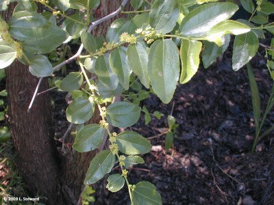 Ziziphus jujuba